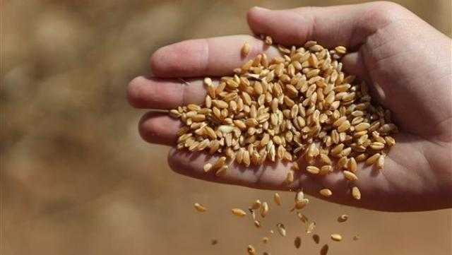 الطاقة الذرية: التربية بالطفرات للمحاصيل الوسيلة الأكثر نفعا في الأزمة الحالية