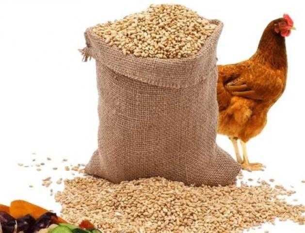 أسعار الأعلاف اليوم الخميس 12 مايو 2022