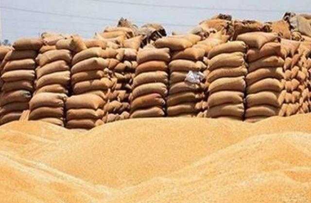 صوامع الإسكندرية تستقبل 11 ألفا و789 طن قمح منذ بداية موسم التوريد