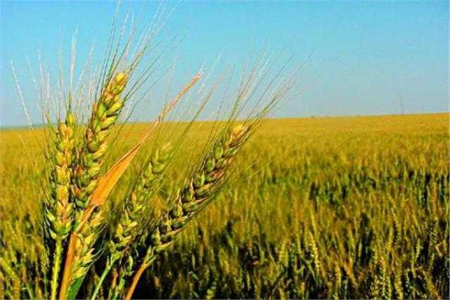 رغم الحظر.. الهند منفتحة على تصدير القمح للدول المحتاجة