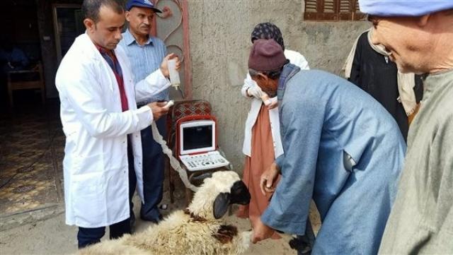 استمرار القوافل البيطرية المجانية اليوم في قرى أسيوط