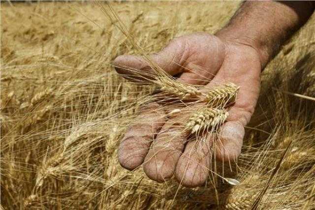 الصوامع : احتياطي القمح يكفي لمدة 6 أشهر