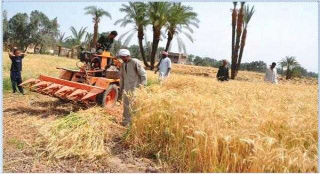 الزراعة تكشف أسباب زيادة إنتاجية فدان القمح لـ 25 أردبًا