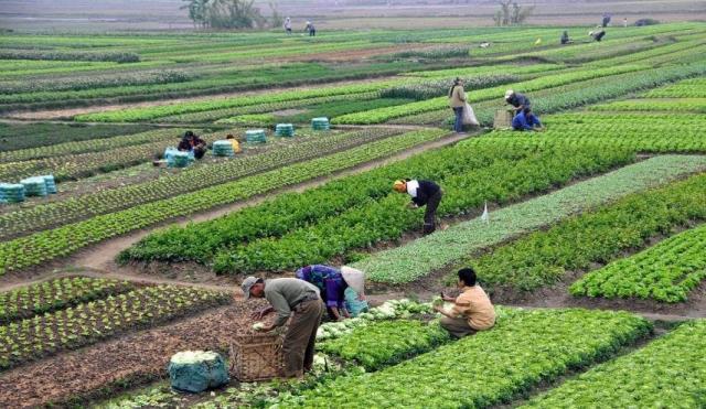 خبير اقتصادي يطالب بالاهتمام بالفلاح ودعم المصدرين بشروط.. فيديو