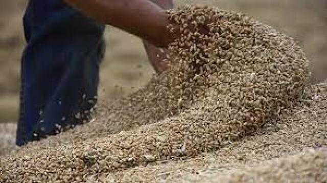 السودان يشرع في بناء مخزون استراتيجي من القمح والذرة