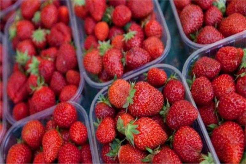 احترس.. تناول الفراولة بكثرة يصيبك بمرض خطير