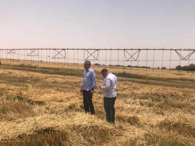 قطاع الأعمال: حصاد 1525 فدان قمح وزيادتها إلى 6 آلاف فدان الموسم المقبل