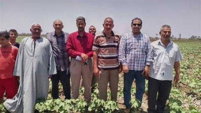 الشرقية.. استمرار تنفيذ الندوات الإرشادية للمزارعين للنهوض بمحصول القطن وزيادة إنتاجيته