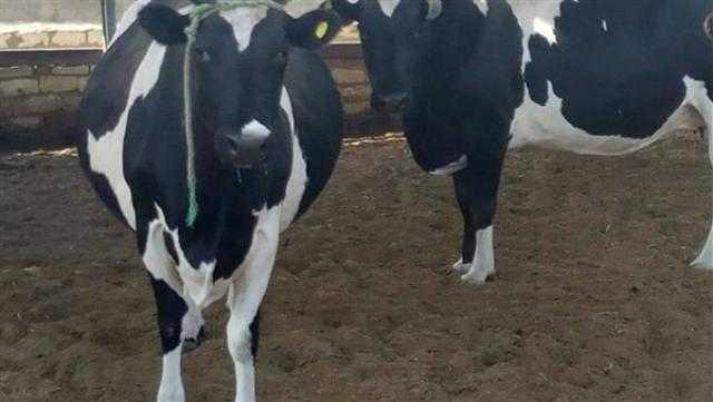 «الزراعة»: نستهدف تطوير 2 مليون رأس ماشية لدى صغار المربين