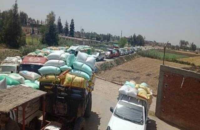 توريد 233 ألف طن قمح بكفر الشيخ حتى الآن