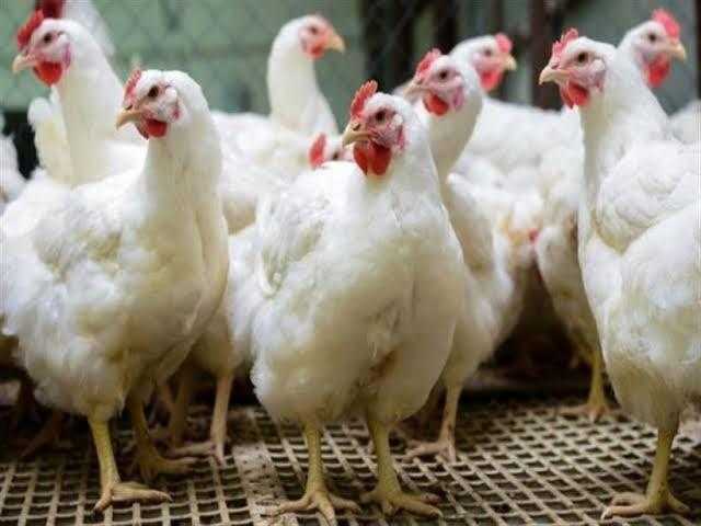 أسعار الدواجن اليوم الأربعاء