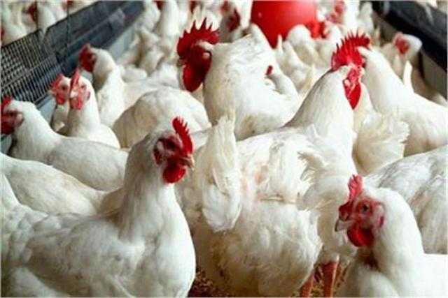أسعار الدواجن البيضاء والحمراء في السوق اليوم الأحد 26-6-2022