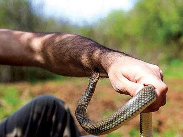 لدغة سامة تقود الشرطة الألمانية إلى مزرعة أفاعي
