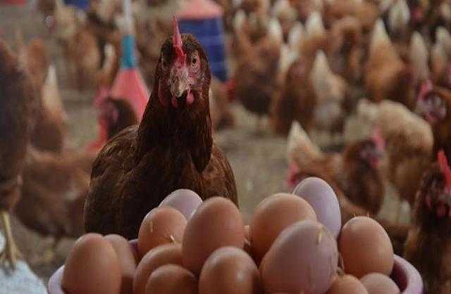 أسعار الدواجن البيضاء والحمراء في السوق اليوم الجمعة 1-7-2022