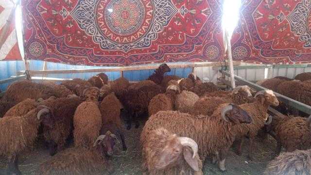التموين: 39 شادرا لبيع الخراف الحية.. والسعر 90 جنيها للكيلو القائم
