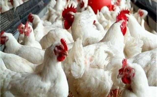أسعار الدواجن اليوم الثلاثاء
