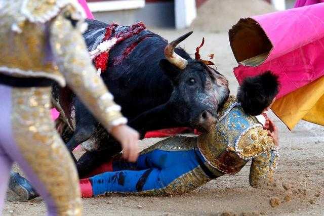 إصابة 8 أشخاص في مهرجان الركض مع الثيران