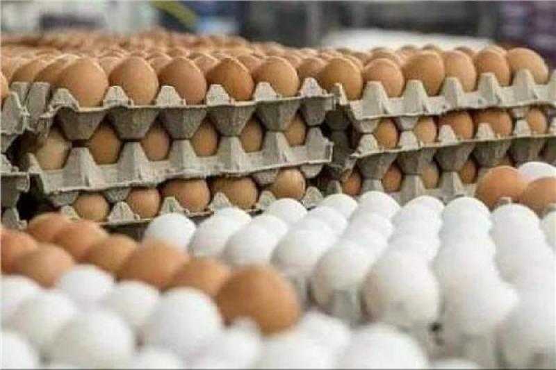 منتجي الدواجن : تكلفة انتاج البيض مرتفعة وغير وارد انخفاض أسعاره .. فيديو