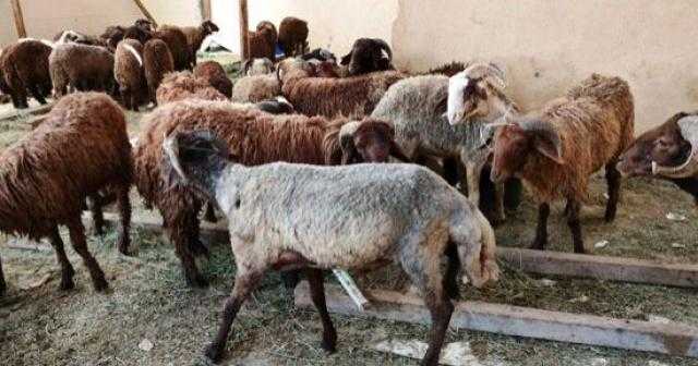 500 ألف جنيه غرامات على شوادر الأضاحي المخالفة شرق الإسكندرية