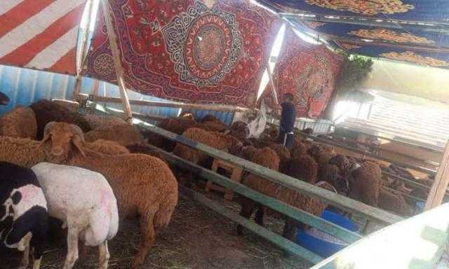 تحرير 258 مخالفة بيئية لمحال جزارة وشوادر ومنشآت عامة بالإسكندرية