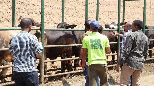 الأوقاف توجه بمنع تصوير المستحقين للحوم صكوك الأضاحي أثناء عملية التوزيع
