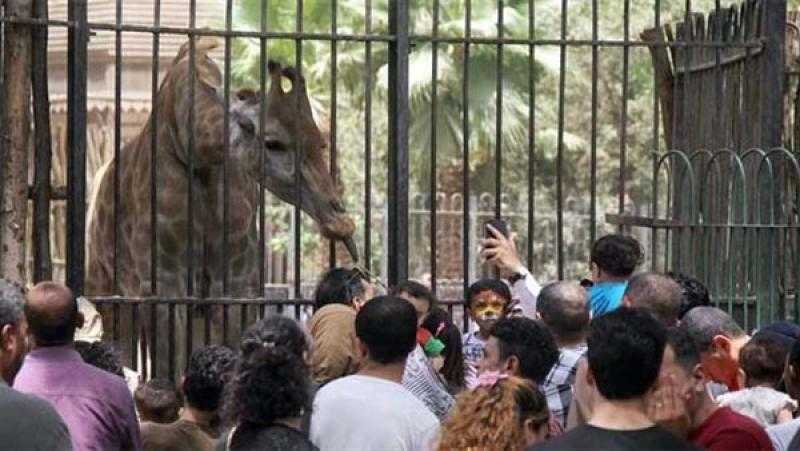 مواعيد عمل حديقة حيوان الجيزة خلال أيام عيد الفطر المبارك