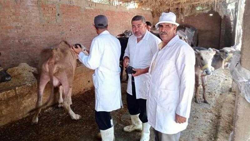 استمرار الحملة القومية لتحصين المواشي ضد الحمى القلاعية بالمحافظات