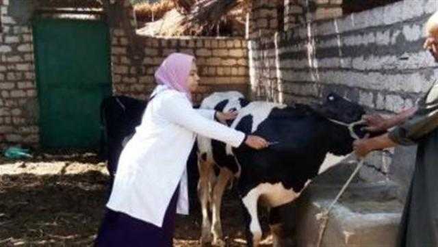 تحصين 184 ألف رأس ماشية ضد مرض الحمى القلاعية