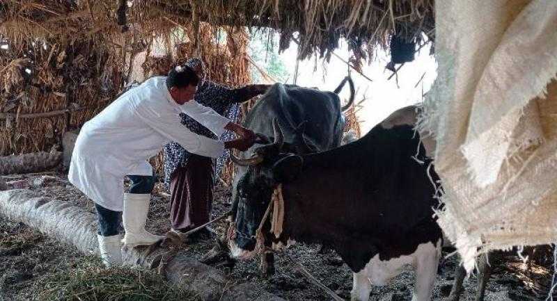 تحصين 26 ألف رأس ماشية ضد الحمى القلاعية والوادي المتصدع في الغربية