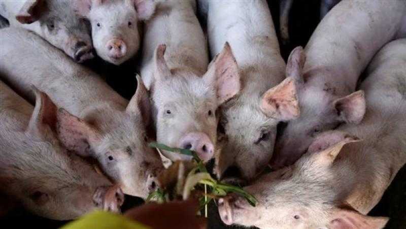 اكتشاف حمى الخنازير الإفريقية في مزرعتين بولاية كيرالا الهندية