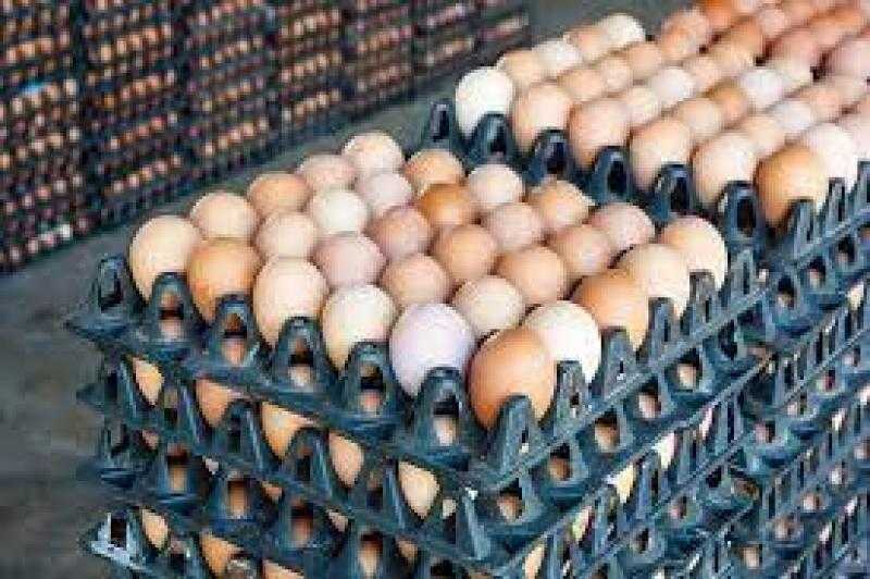 «شعبة الدواجن»: انخفاض أسعار البيض.. والكرتونة بـ55 جنيها