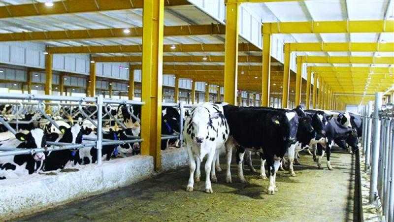 الزراعة: التأمين على 1.4 مليون رأس ماشية حتى الآن