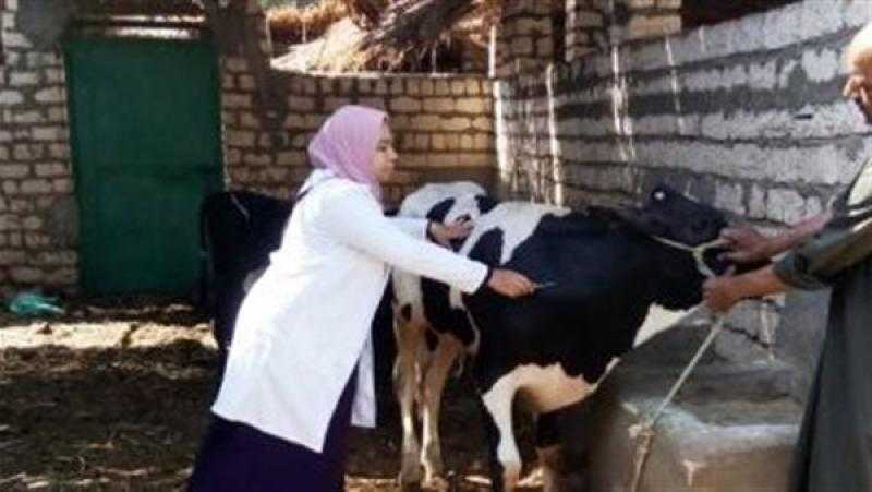 تحصين 236 ألف رأس ماشية ضد الحمى القلاعية في كفر الشيخ