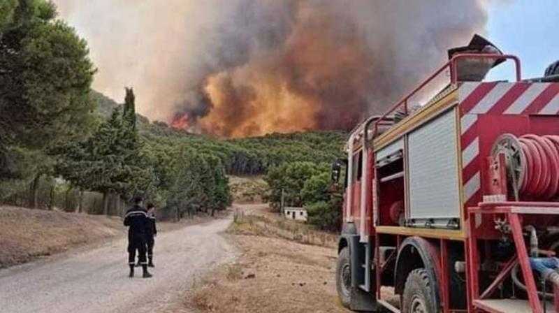 إدارة الغابات بتونس: إخماد 15 حريقا بالغابات في أسبوع