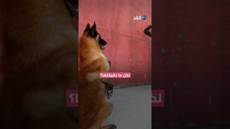 بالفيديو.. ما حقيقة صورة جنود صينيين يؤدون تحية لكلب بعد انتهاء خدمته