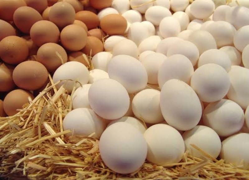 أسعار البيض اليوم الإثنين 1-8-2022