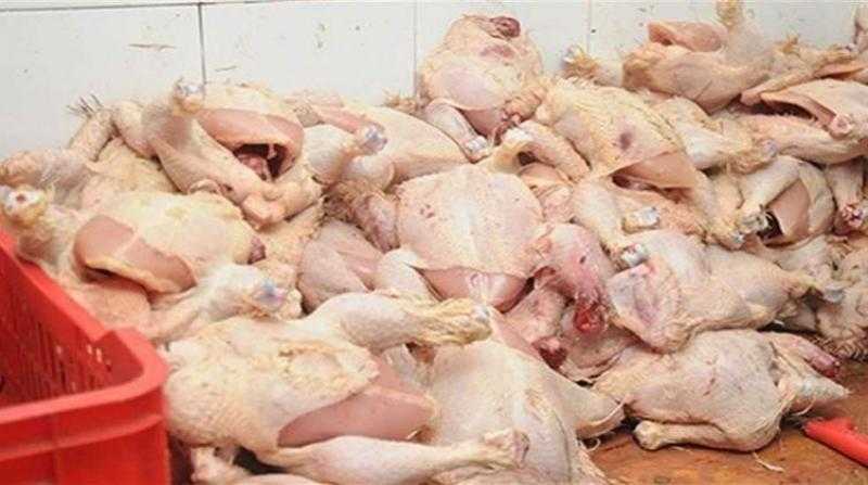 ضبط 6 أطنان دواجن فاسدة فى الجيزة