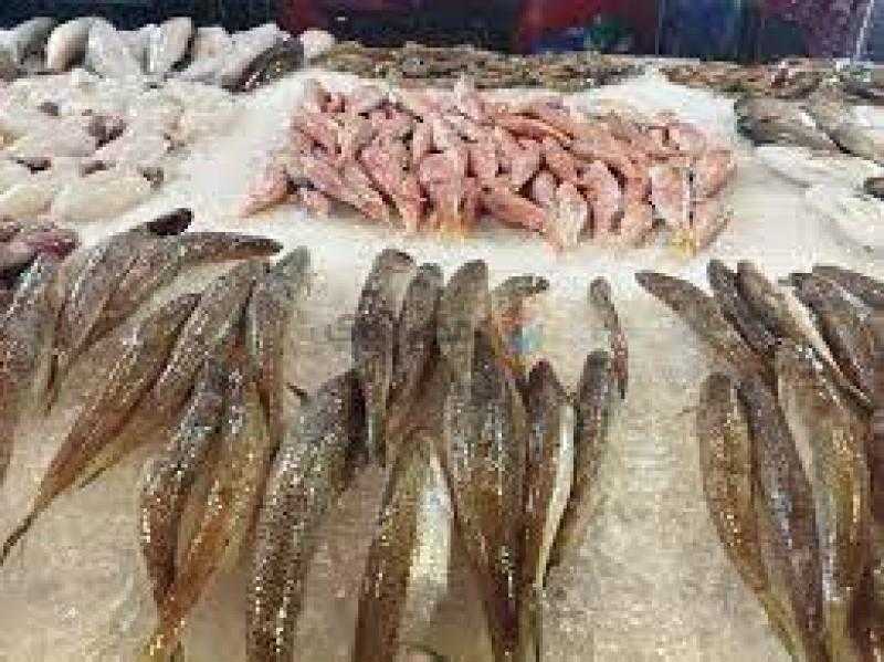 أسعار الأسماك اليوم الخميس