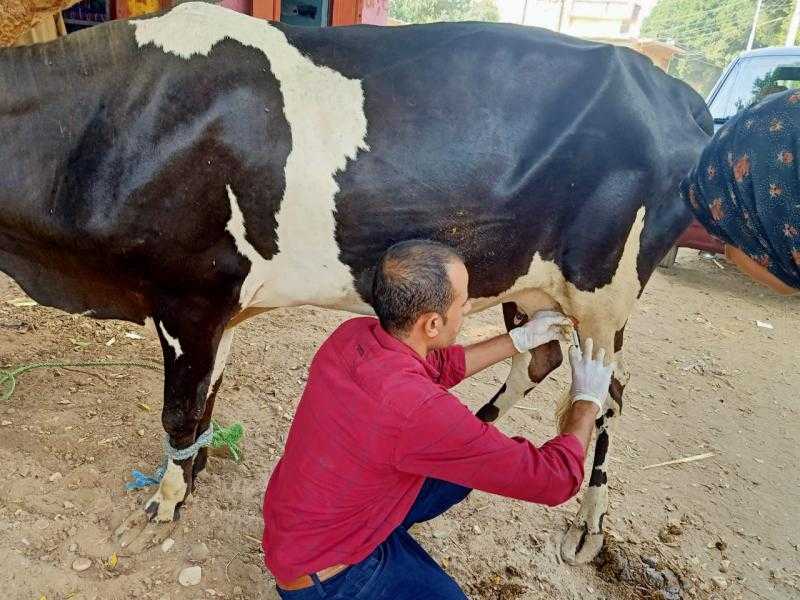 أسيوط تنظم قوافل بيطرية مجانية تجوب عددا من المراكز.. تعرف على مواعيدها | صور
