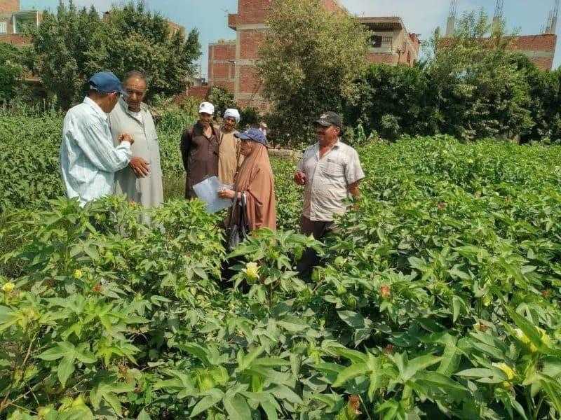 «الزراعة» تنفذ 13 يوما حقليا وندوات إرشادية على مدار شهر بالوادي الجديد