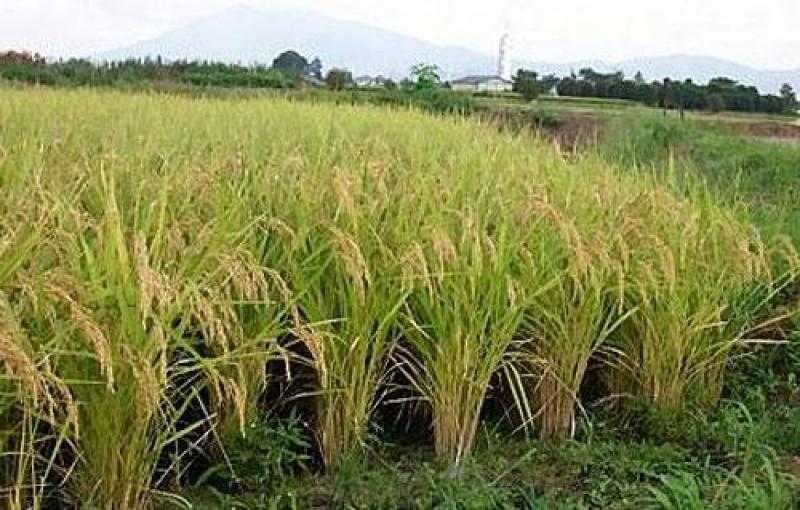 أسعار طن الأرز تتراجع 2000 جنيه في سوق الجملة