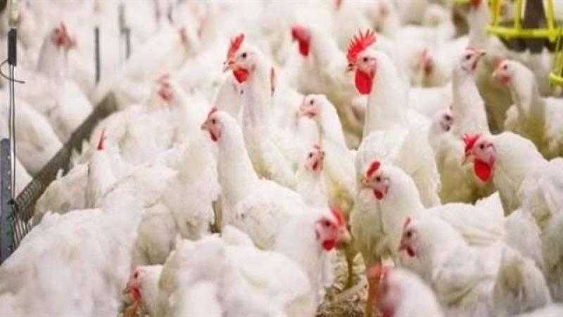 أسعار الدواجن اليوم الخميس