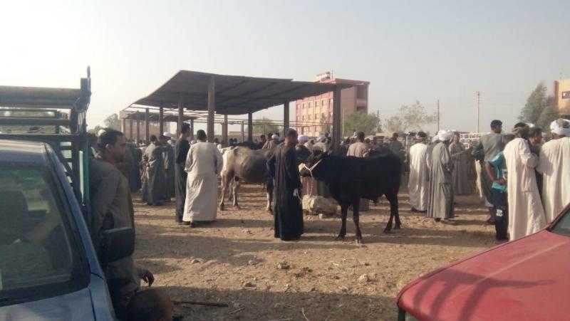 لجان الطب البيطري بالأقصر تستكمل التحصينات بسوق المواشي في أرمنت.. صور