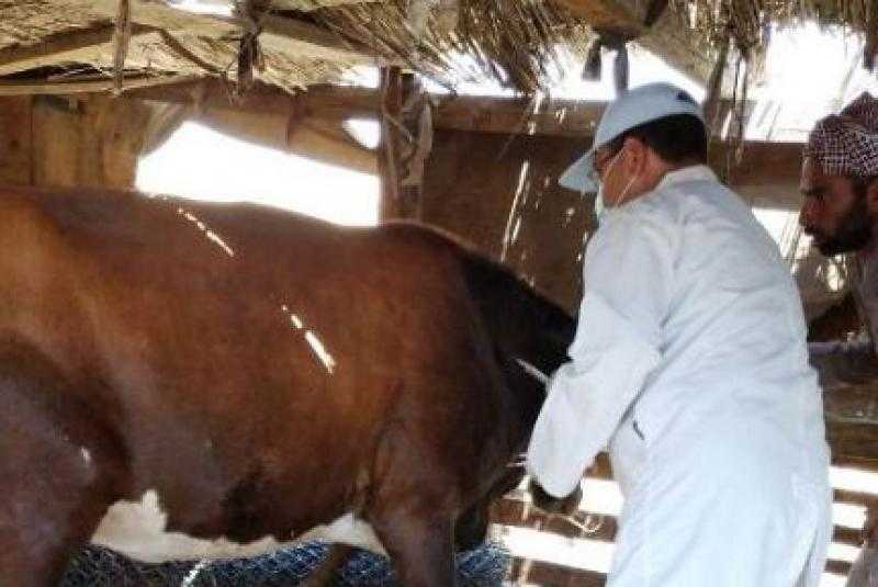 تحصين 190 ألف رأس ماشية ضد الحمى القلاعية في محافظة الغربية