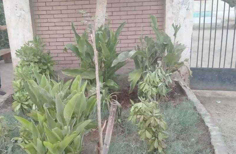 زرع 1238 شجرة في الطرق العامة بمحافظة الغربية | صور