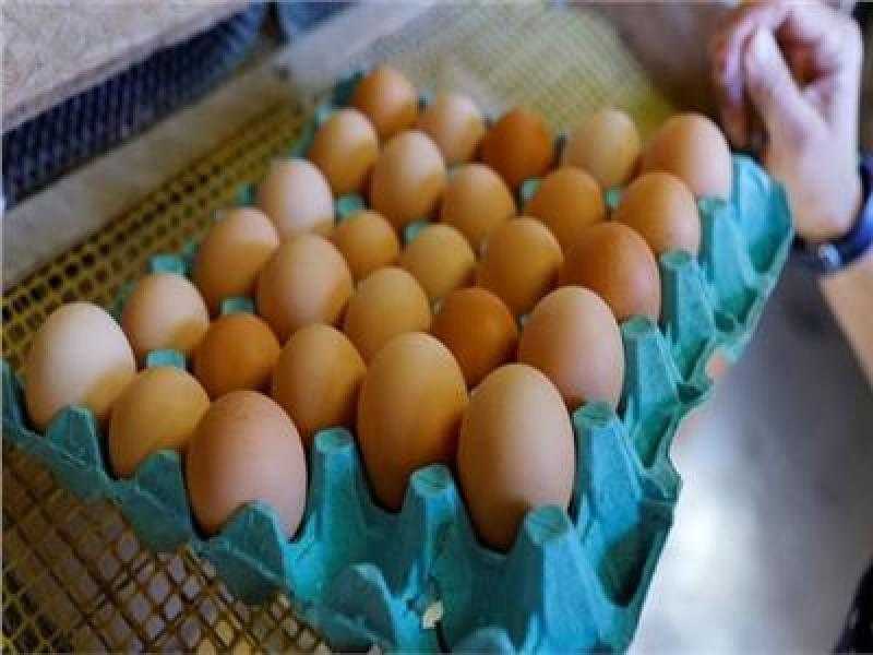 هل يرتفع سعر طبق البيض لـ120 جنيها؟ شعبة الدواجن ترد