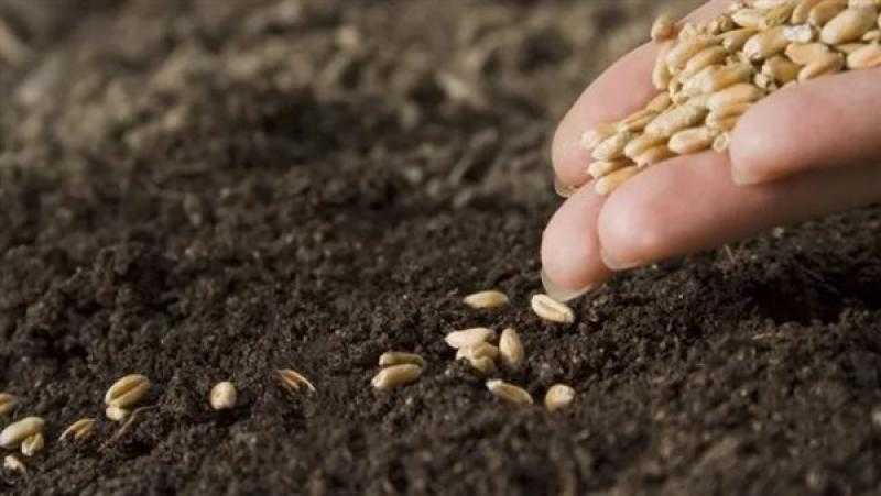 «الزراعة»: لدينا اكتفاء ذاتي من تقاوي المحاصيل الاستراتيجية