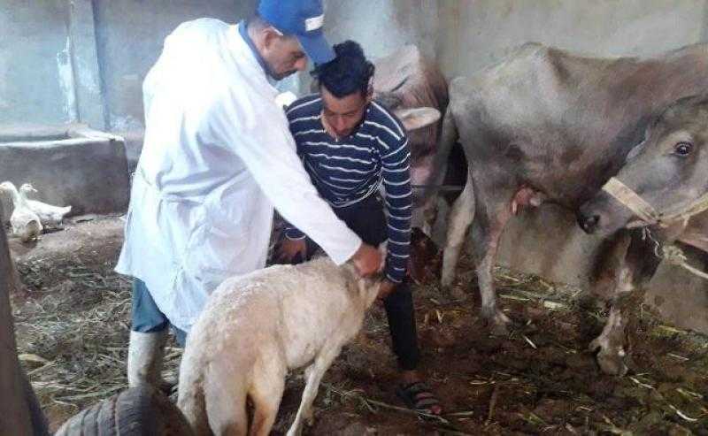 تحصين 443 ألفًا و299 رأس ماشية للوقاية من الحمى القلاعية بمحافظة الشرقية | صور