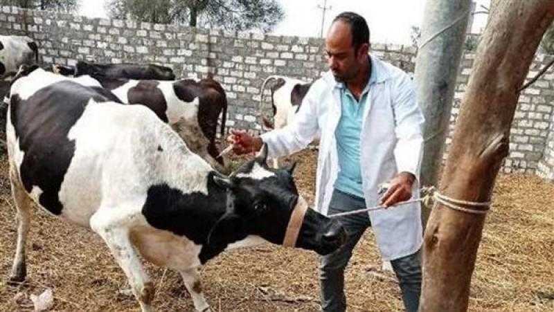 تحصين 175 ألف رأس ماشية ضد الأمراض الوبائية في الدقهلية