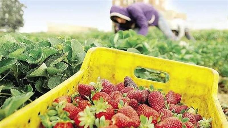 الحجر الزراعي يؤكد وجود منظومة لتتبع الصادرات حتى وصولها للدول المستوردة